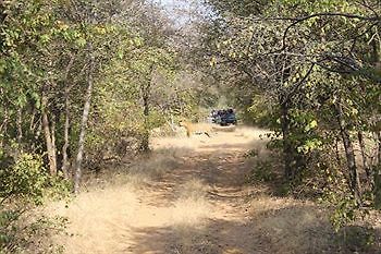 ساواي مادهوبور Jungle View Resort المظهر الخارجي الصورة